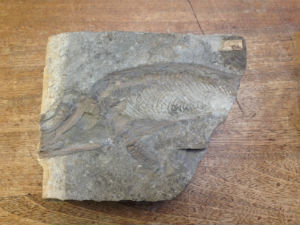 A new species of Ichthyosaur has been classified thanks to research by a former Reading student