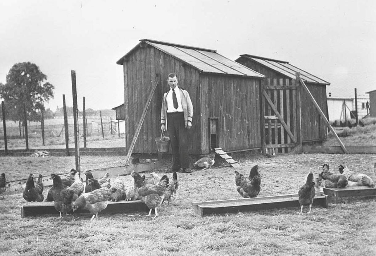 A hen house in a photo in The MERL collections