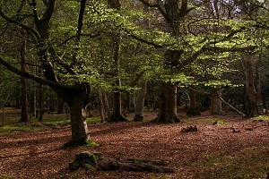 New Forest