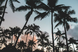 Palm trees could become a common sight in England due to climate change