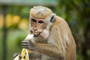 It is claimed diet helped brain evolution in primates