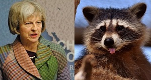 Theresa May and a raccoon