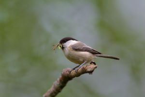 The willow tit is one cold-weather bird that has already been lost from some areas