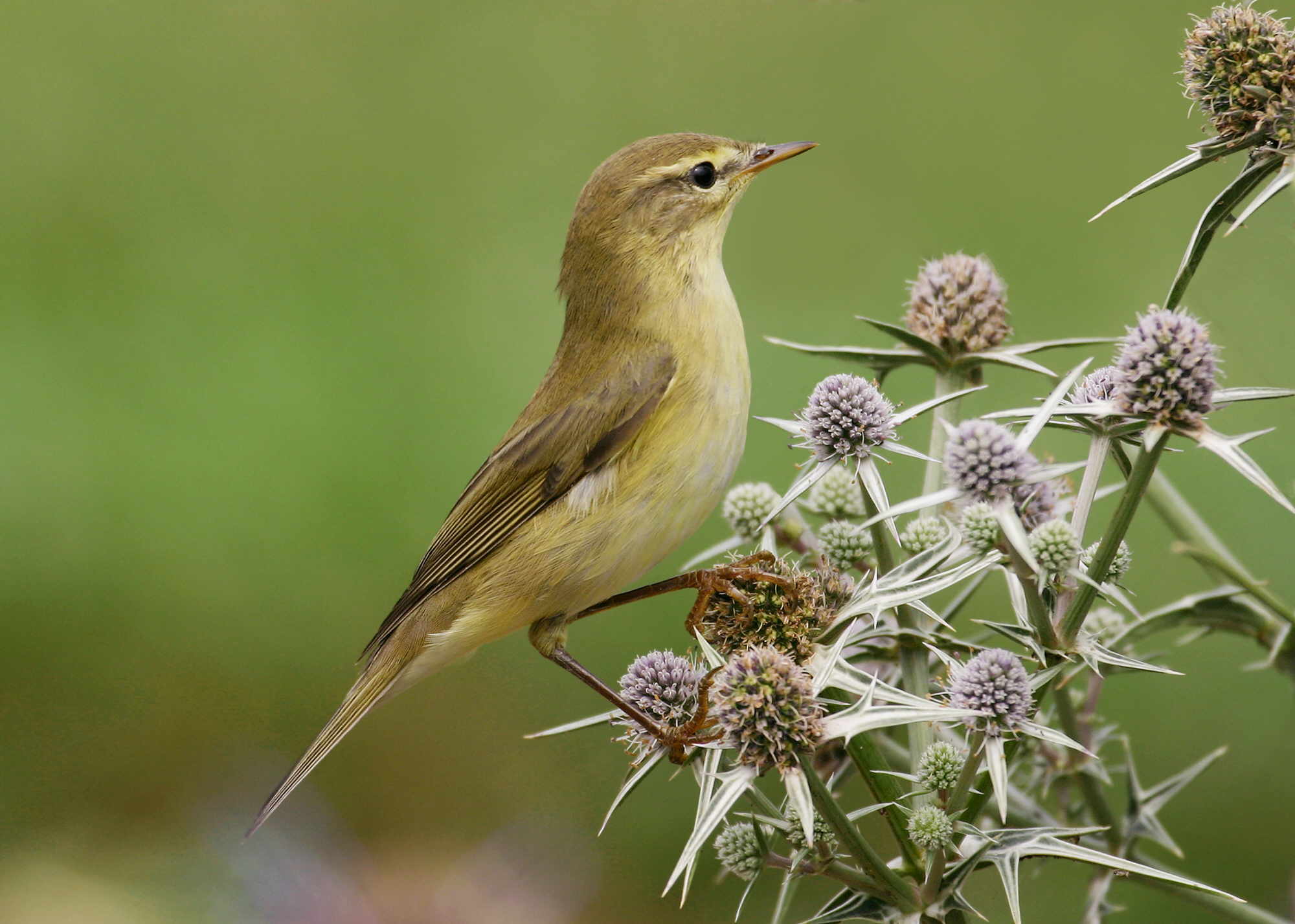 Dr Tom Oliver will argue ecosystem service valuation is too simplistic a method to deliver UK-wide policy