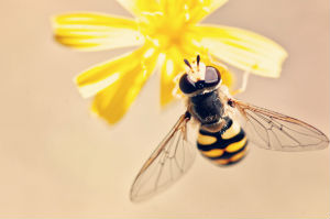 Dr Mike Garratt will give a presentation at the European Parliament in Brussels on how landowners can support pollinators like bees