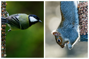 A new University of Reading study shows how much food is being stolen from bird feeders by grey squirrels