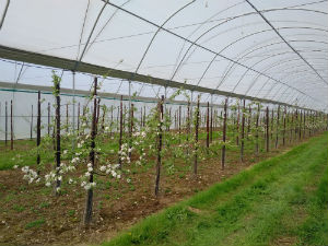 Apple trees are being grown in different climatic conditions at Brogdale Farm in Kent
