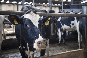 A cow at the CEDAR farm