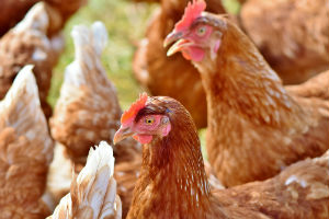 Sharing bird flu information is vital to develop a vaccine, says University of Reading expert