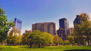 Trees in a city centre