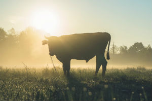 A better understanding of how methane contributes to greenhouse gas budgets would be of interest to the agriculture and meat production industry