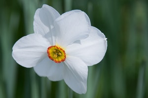 A daffodil plant