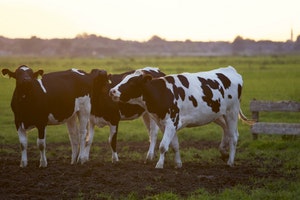 Dairy cows which are a big producer of methane