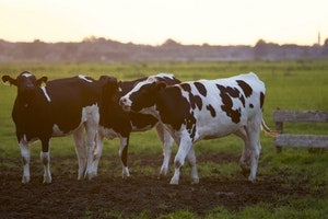 Dairy cows