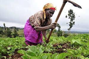 Female farmer at work