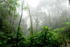 Endangered South American forests were man made, according to the research
