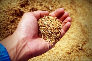 Grain being held in a person's hand