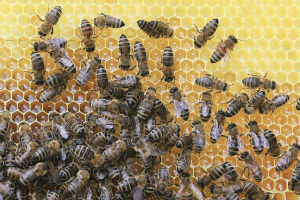 AI smart hives will give a unique insight into honey bee behaviour and aid conservation efforts