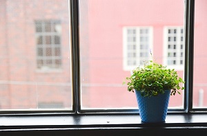 House plant on a windowsill