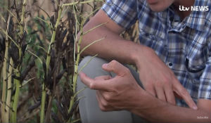 Prof Donal O'Sullivan shows ITV crops affected by the heatwave at Sonning Farm