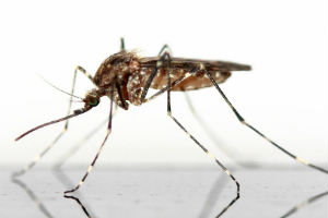 Plastic may be entering the food chain via mosquitoes
