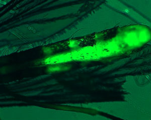 Microplastic particles visible (bright green) in the abdomen of the adult mosquito under a microscope