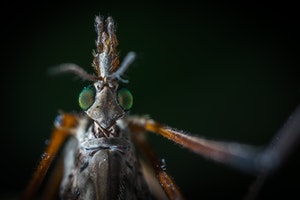 Close up of a mosquito