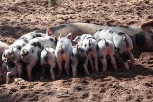 Piglets feeding outside