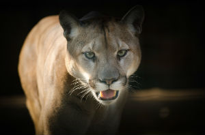 A University of Reading expert says it is possible that big cats could be loose in Berkshire