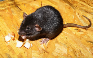 University of Reading research showed rats were becoming resistant to poisons