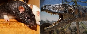 Rat and a dinosaur