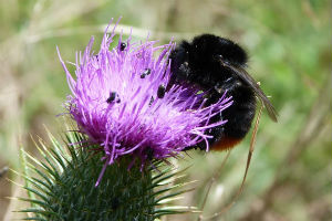 Redtailed bumblebees are one of the winners in the study