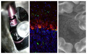 A selection of images entered into the Research Image competition by postdoctoral researchers