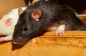 Rats that are resistant to poison have been found by University of Reading experts