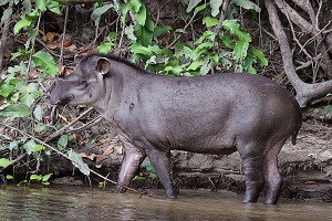 Tapir