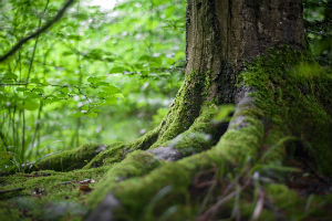 BBC Radio 4 visited the University of Reading to talk about how plants and funghi communicate with one another