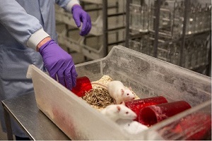 Rats used in research