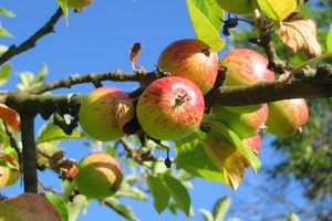 Apples on a tree branch