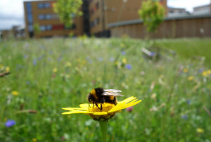 Weeds in our gardens are an important food source for bees