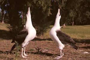 Gooney birds dancing