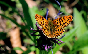 Comma butterflies have spread across England over recent decades