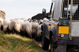 Farmer shepherding sheep