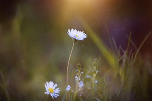 Flower in a meadow