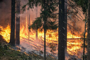 The University of Reading will help lead research by the Leverhulme Centre for Wildfires, Environment and Society