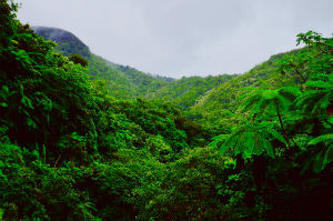 The power of forests to remove CO2 from the atmosphere has been 'underestimated'