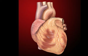 The heart was found to experience metabolic activity up to 24 hours after death, the study showed