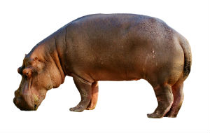 Mammals like hippos grew big as they evolved to walk on their tiptoes