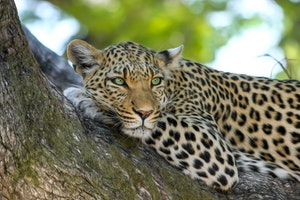 Leopard chilling out relaxing all cool, lying on a tree