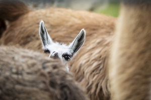Boris or Jeremy? Name our baby (cria) llama