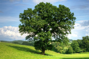 Replacing native English oaks with tougher foreign ones could save them from disappearing, scientists say